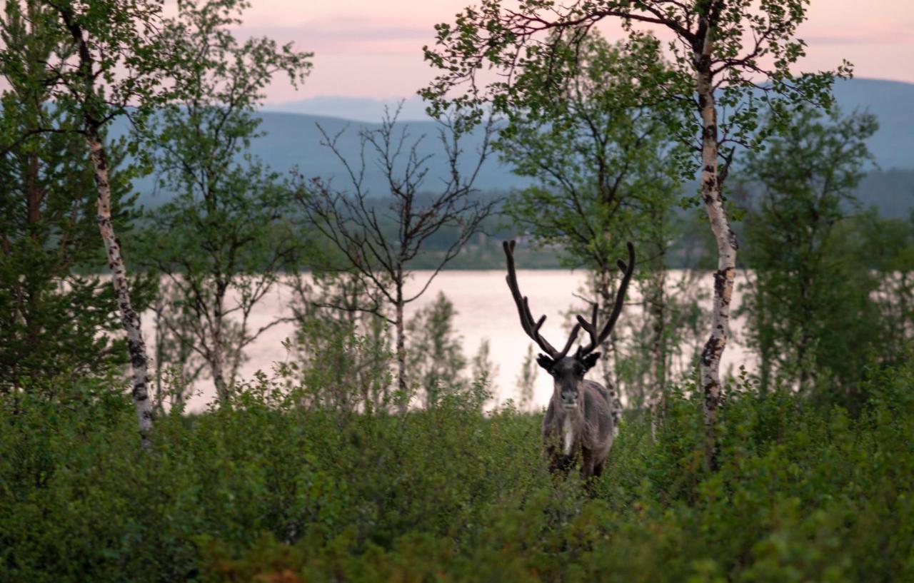 Arctic Gourmet Cabin Kiruna Dış mekan fotoğraf